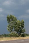 Trees With Moody Clouds