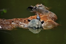 Turtle Climbing Onto Carcass