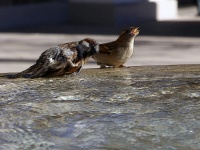 Two Birds In Water Fountain