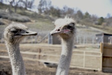 Two Ostrich Heads