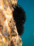 Urchins Underwater