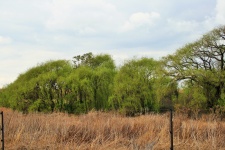 Veld And Willow Trees
