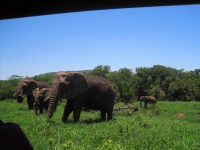 Viewing Elephant On Game Drive