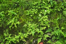 Wall With Vegetation 02