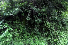 Wall With Vegetation