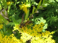 Wasp On Flower