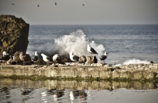 Wave Crashes Gulls Watch