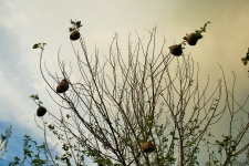 Weaver's Nests On Tree