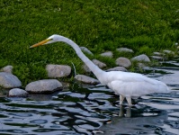 White Egret Fishing