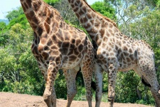 Young & Adult Male Giraffe Bellies
