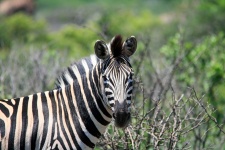 Zebra Looking At You 1