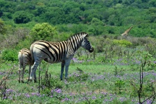 Zebra Mom And Foal