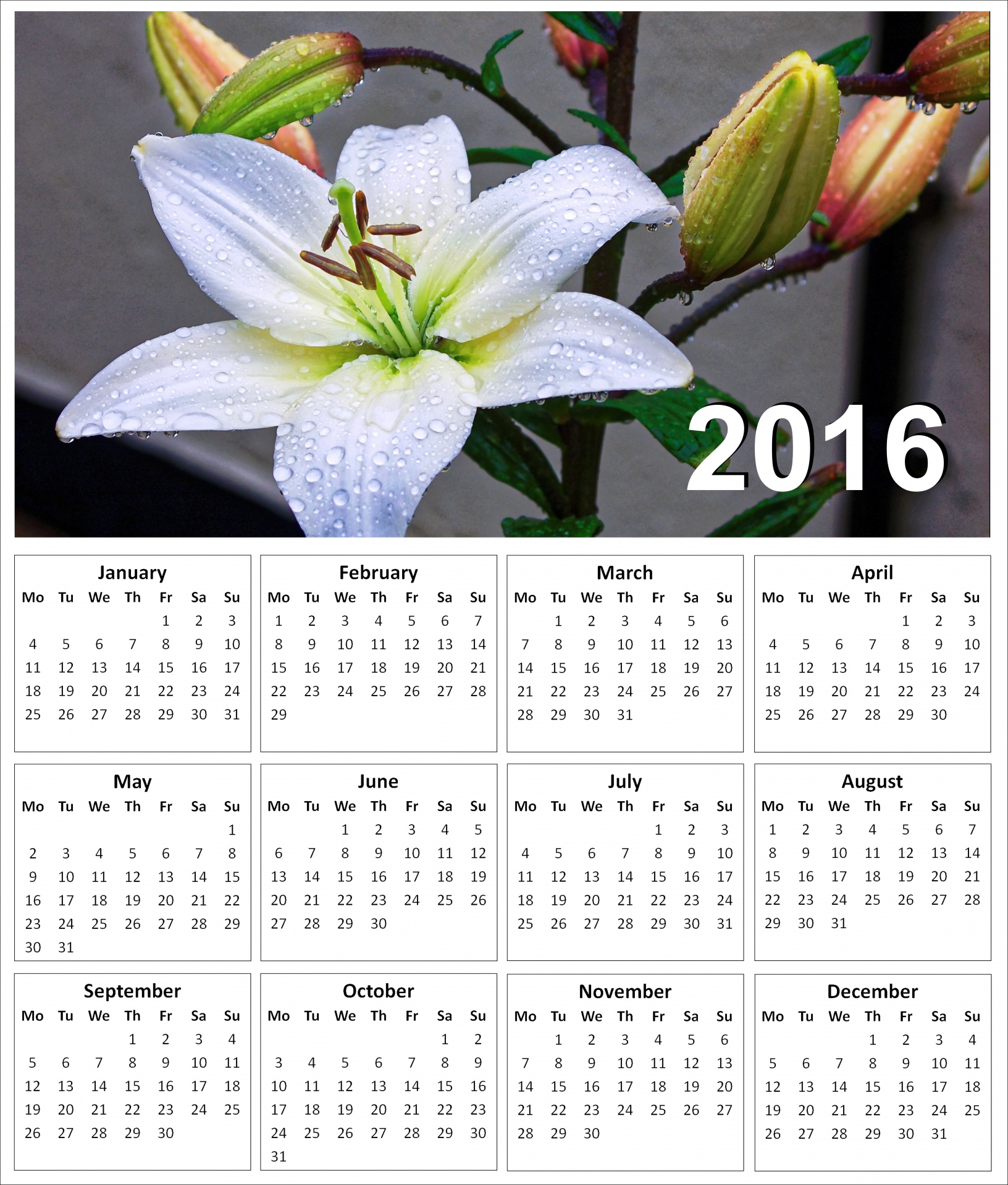 2016 Lily Calendar