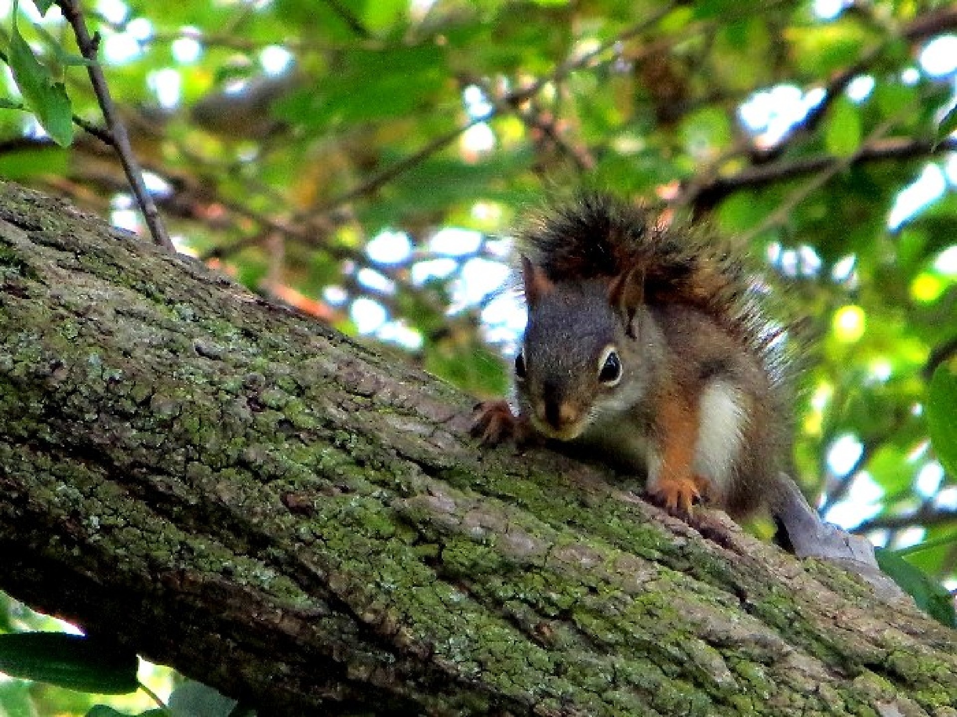 Baby Brown Squirrel