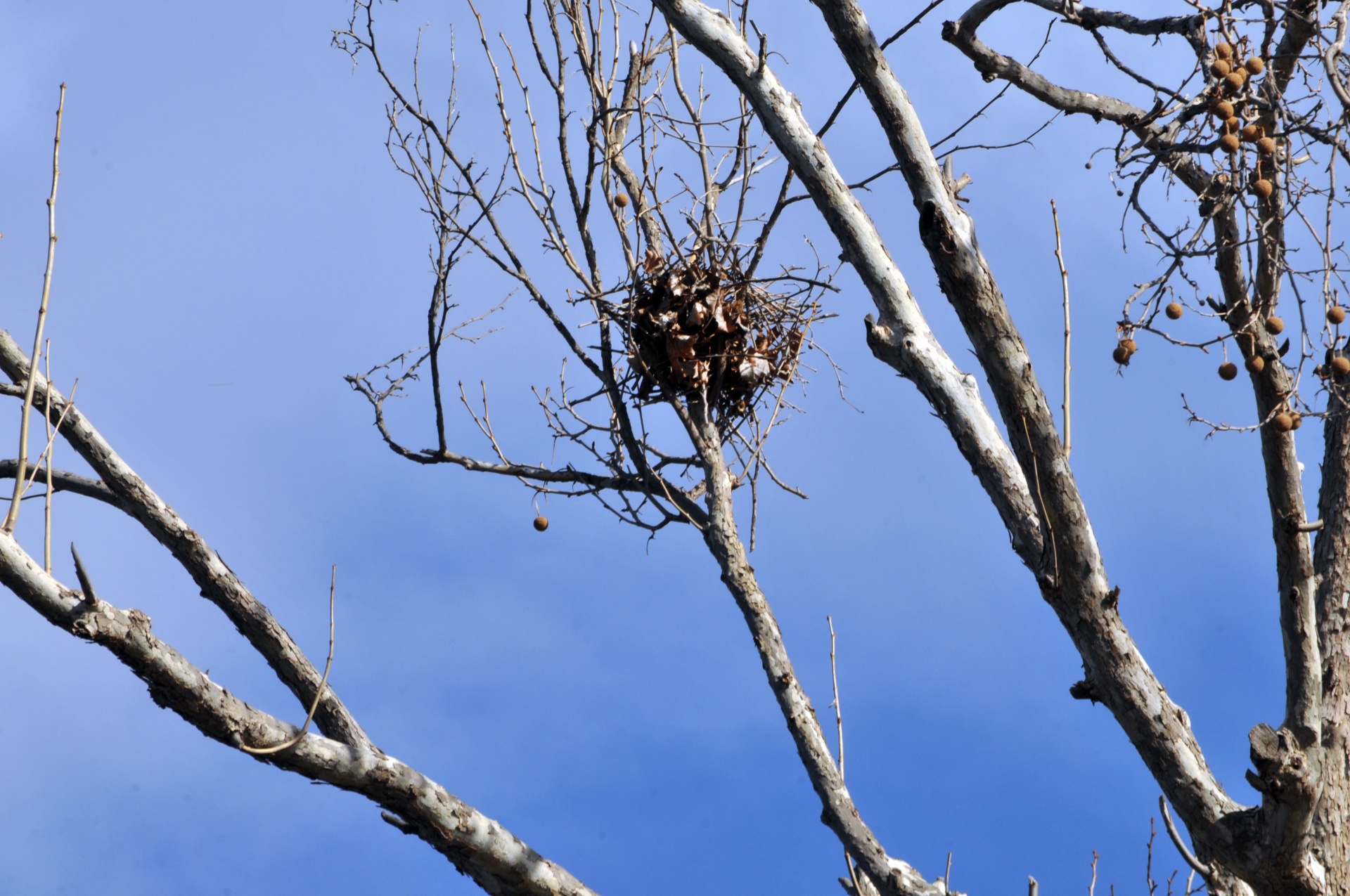 Bird Nest In Tree Free Stock Photo - Public Domain Pictures