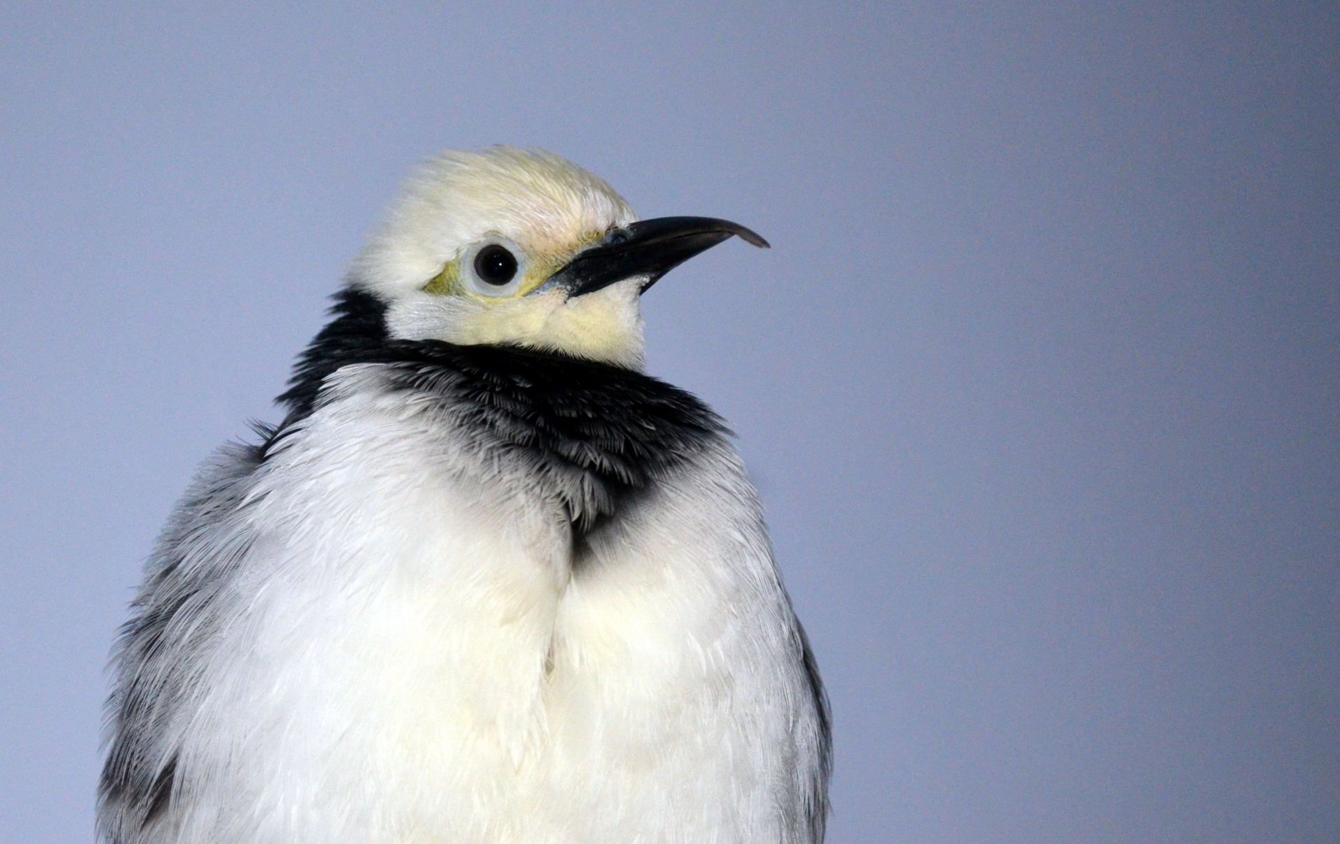 black-collared starling