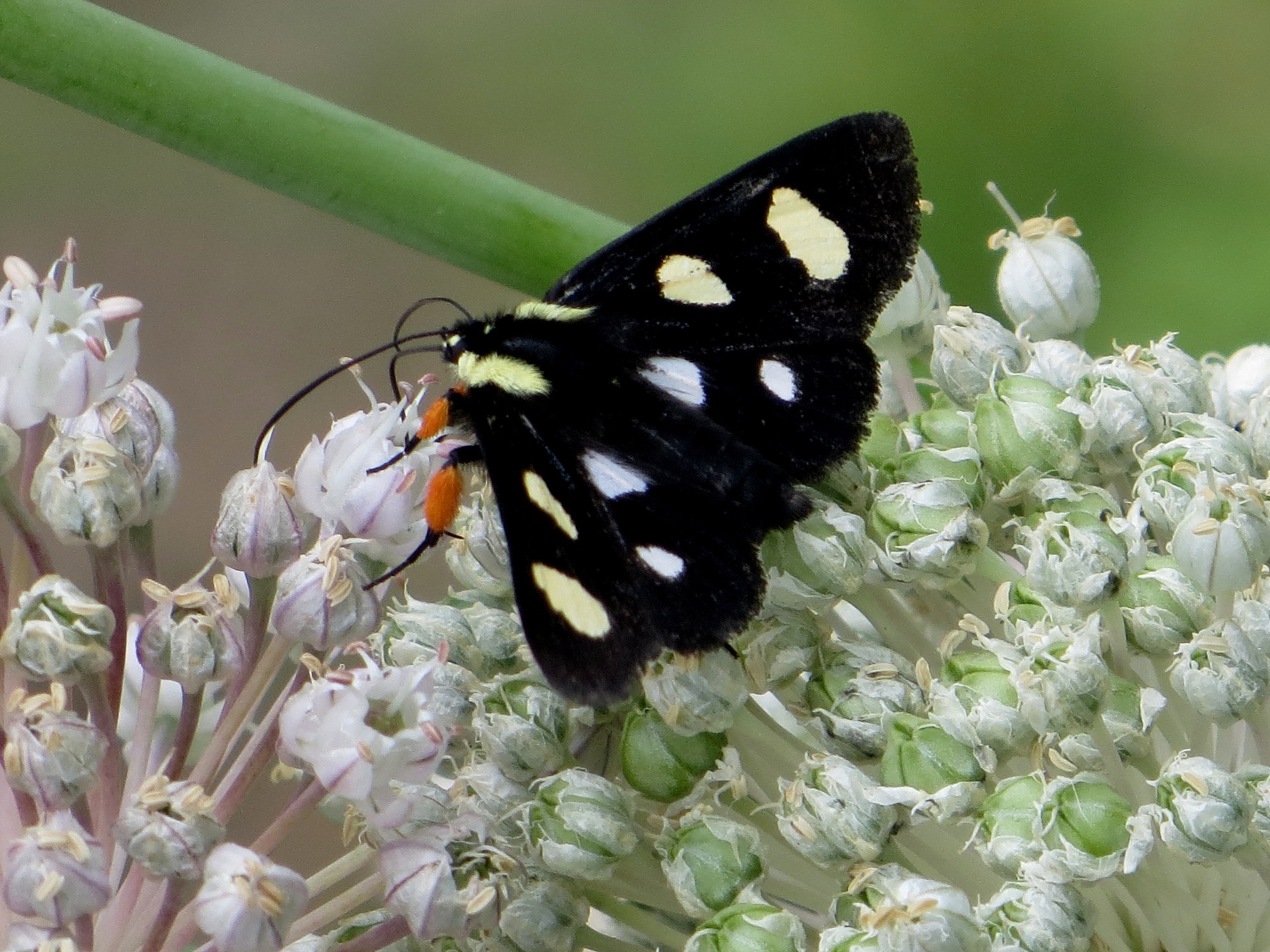 Black Spotted Forester Moth