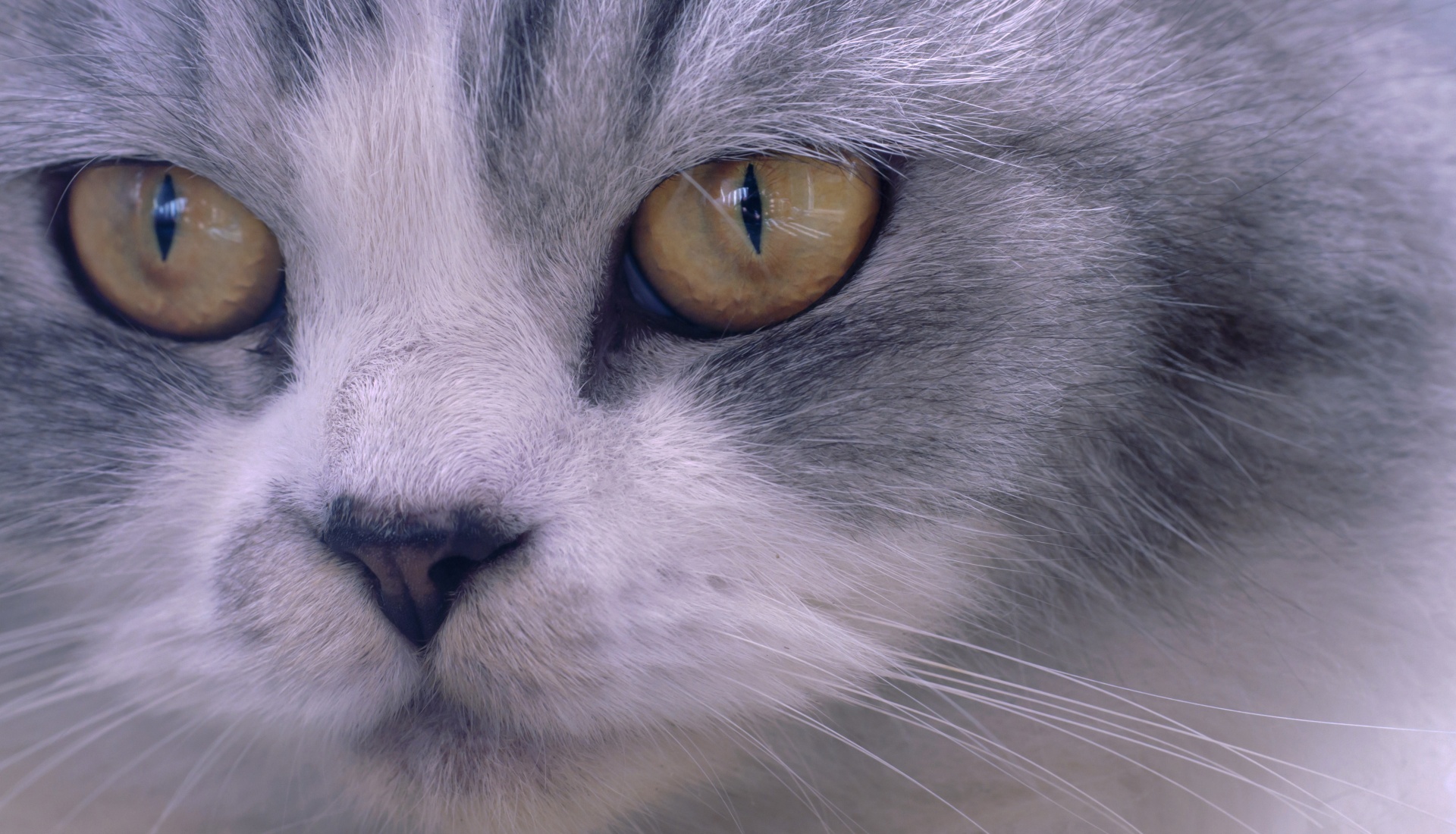 Closeup Face Of Persian Cat