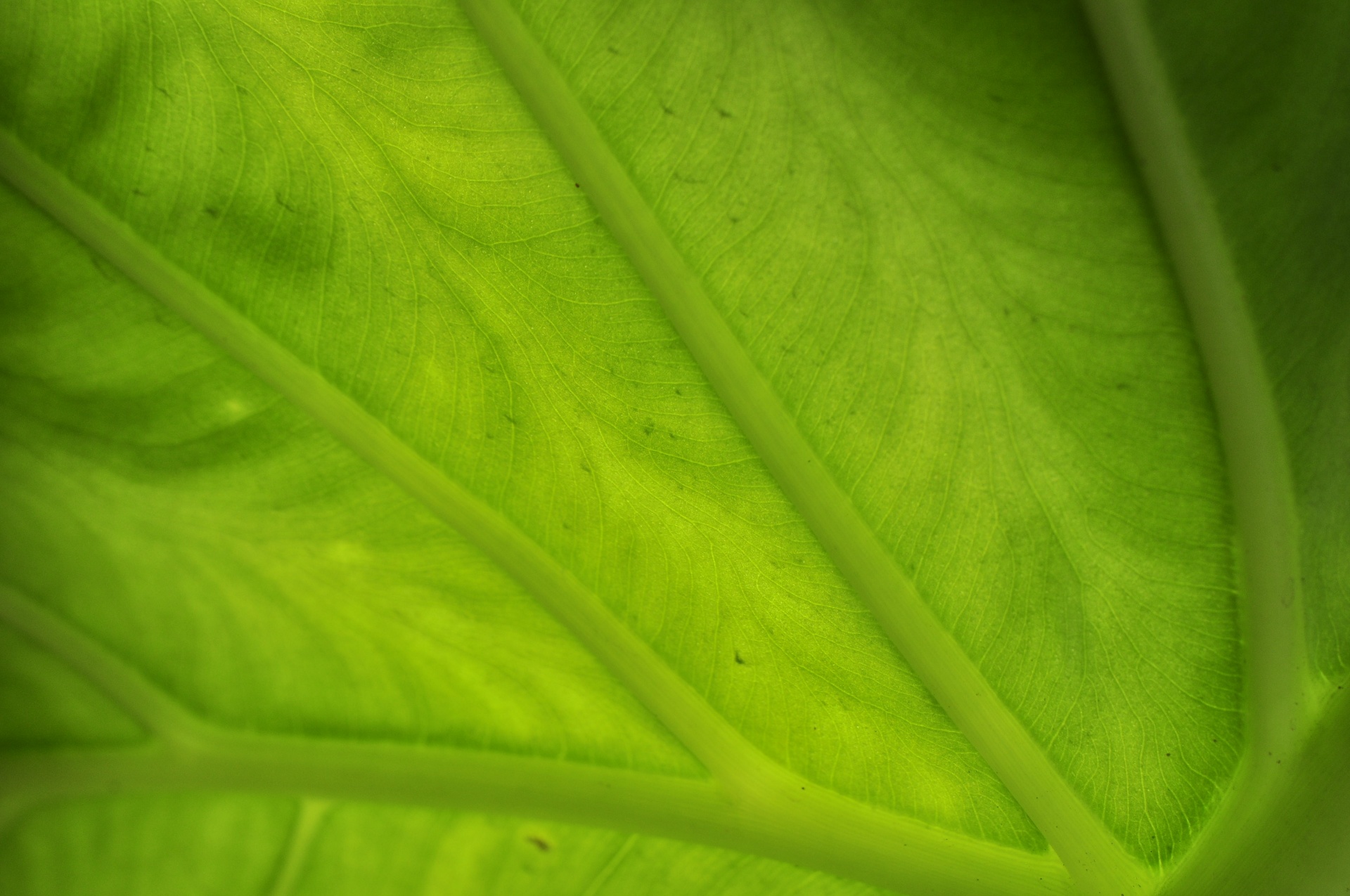 Closeup Green Leaf Taro