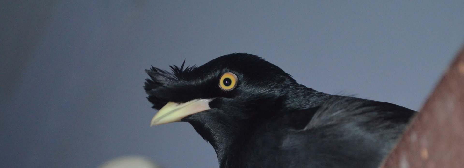 crested black myna bird