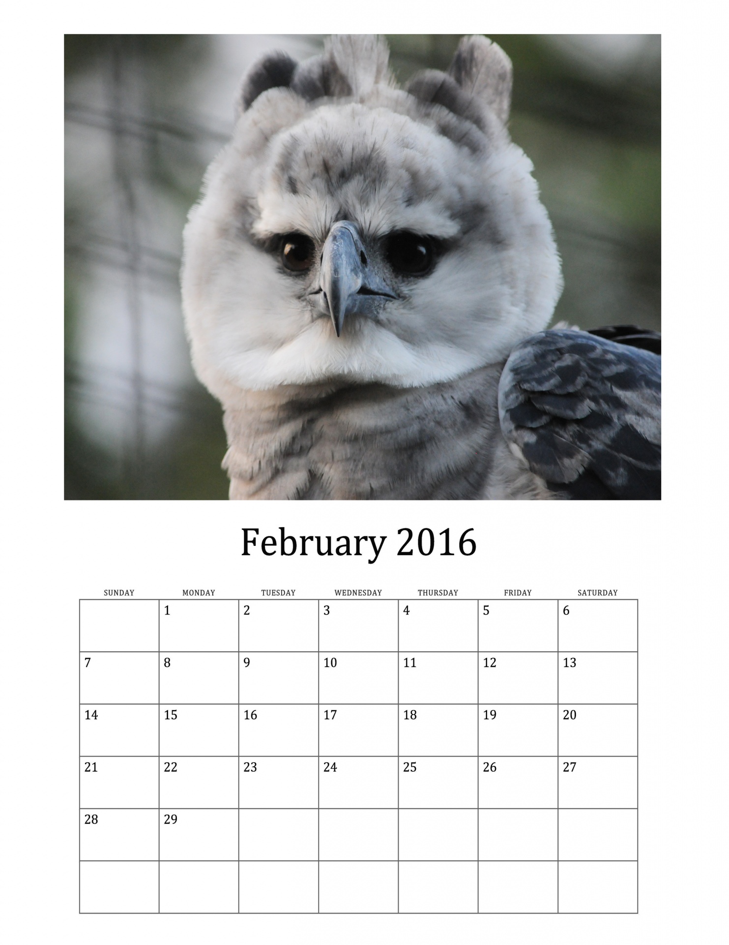 2016 calendar for month of February featuring Wild Birds