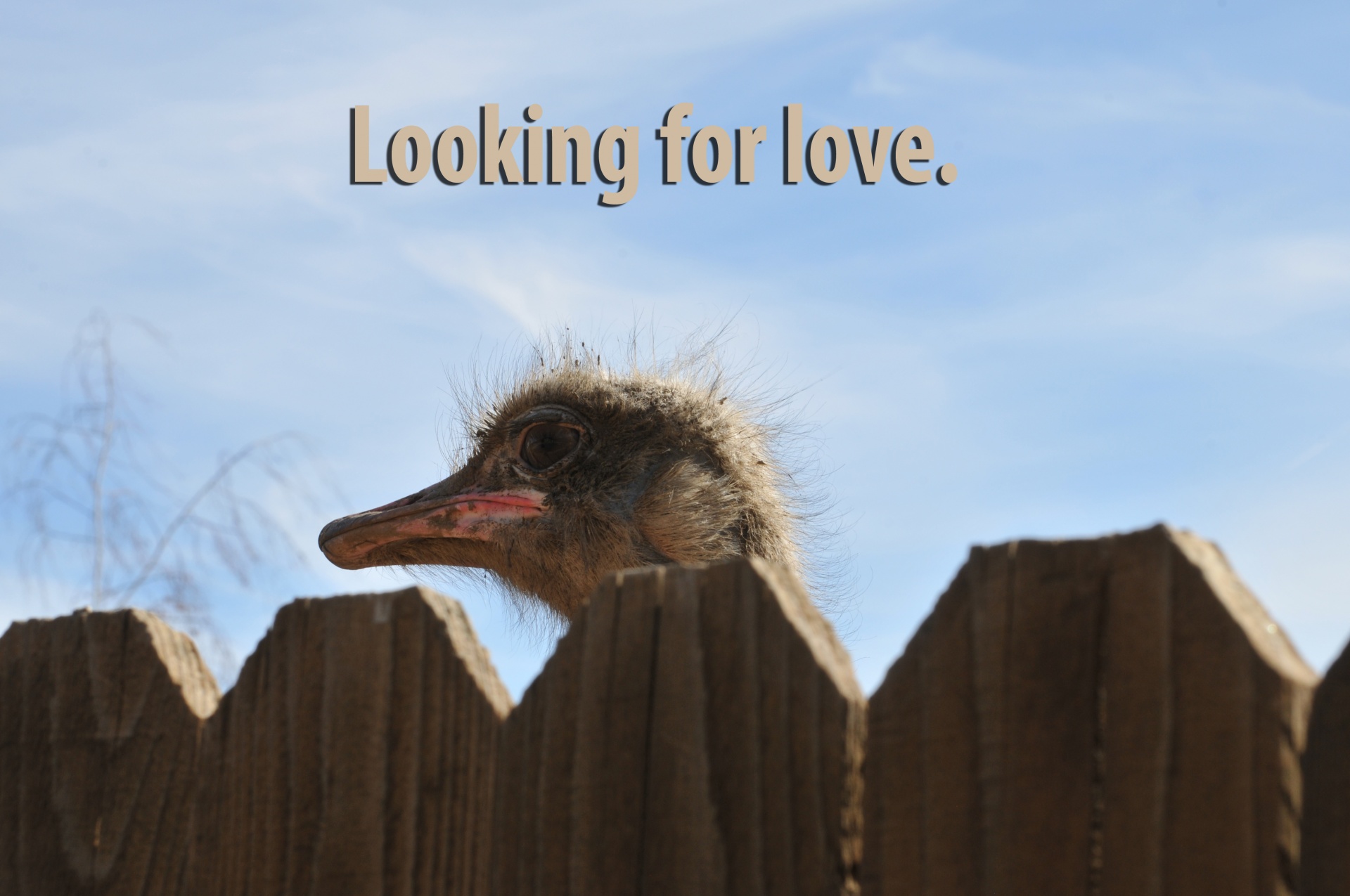 Funny Looking For Love Image