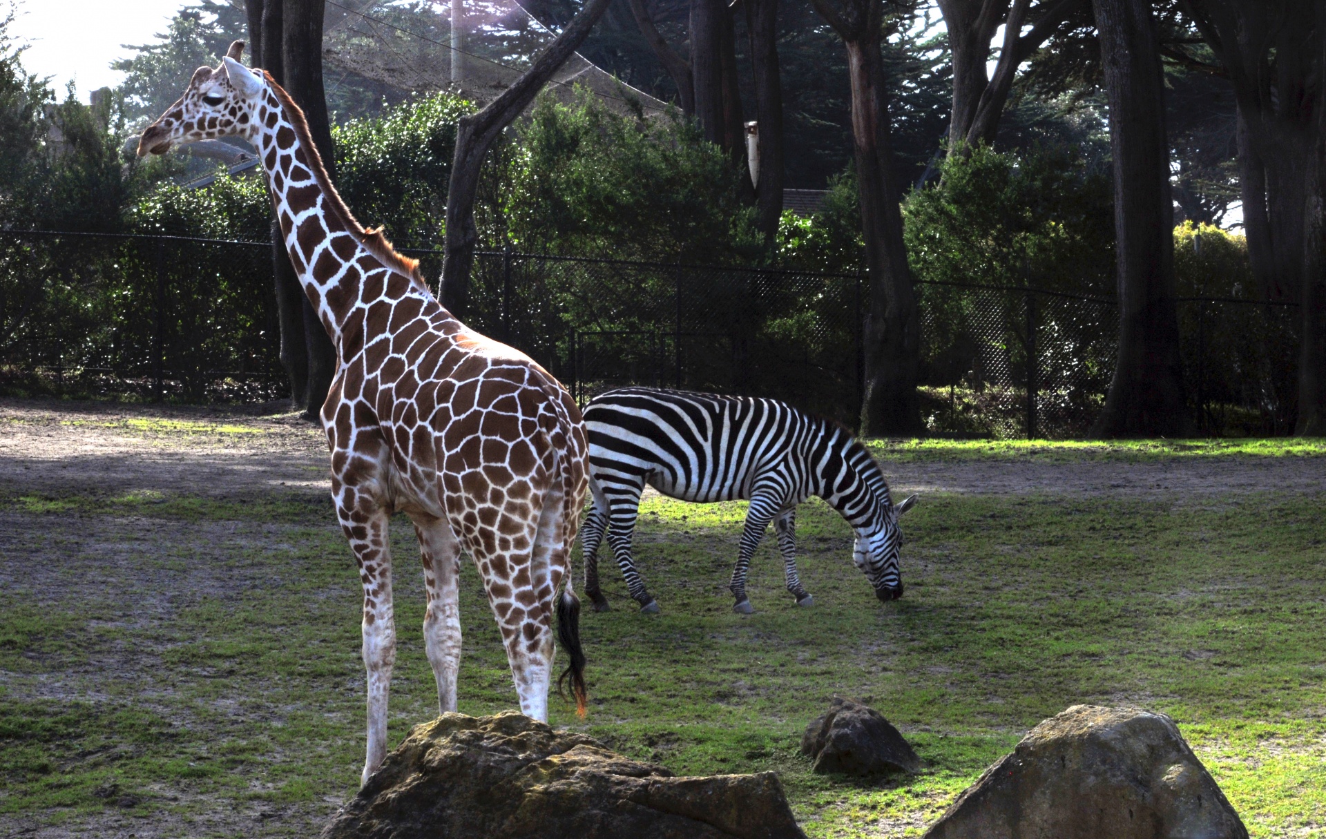 Giraffe And Zebra