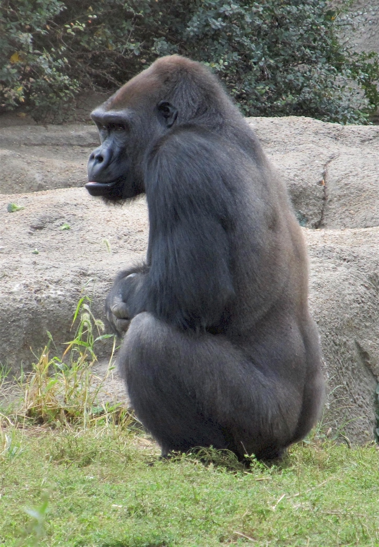 Gorilla At Rest