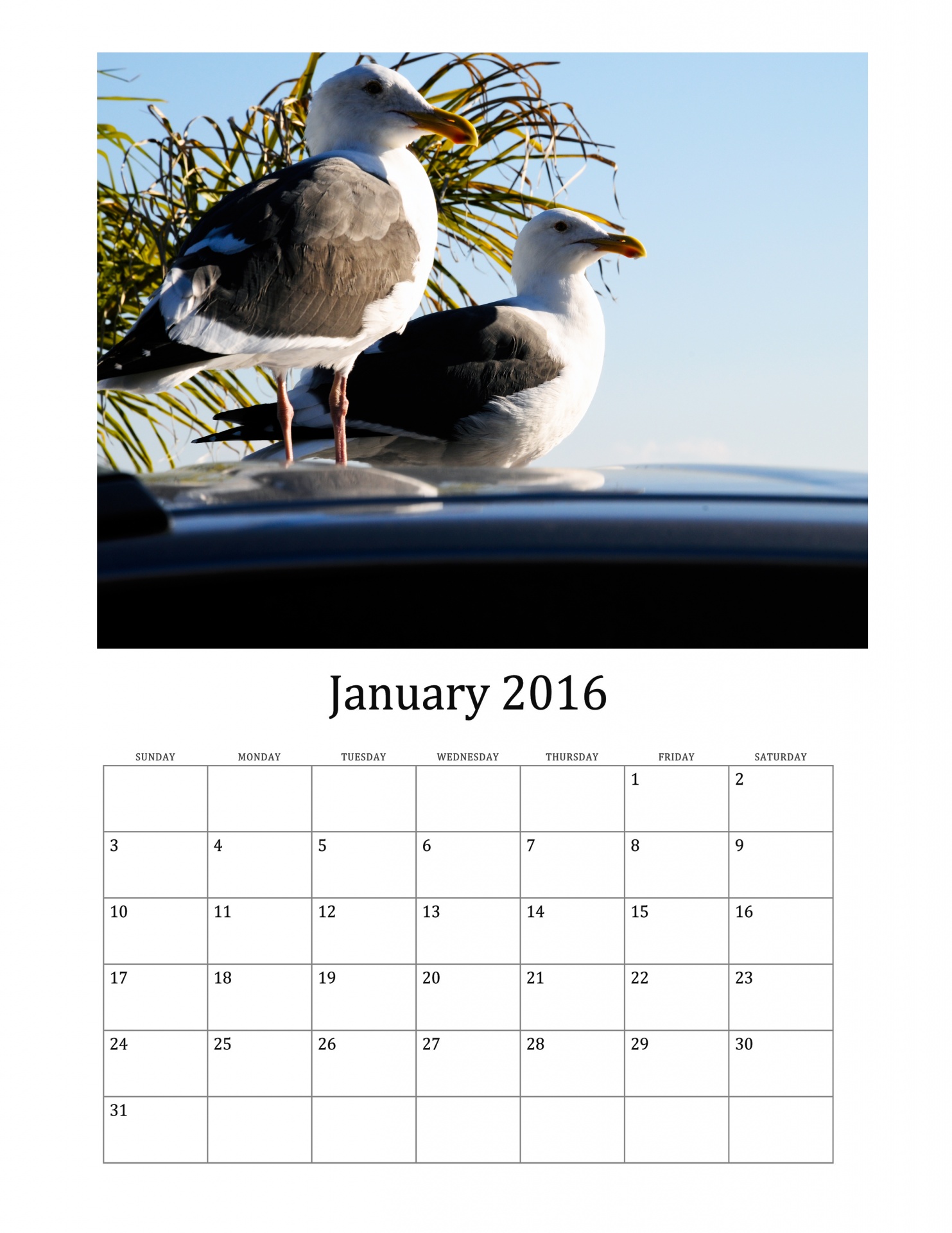 2016 calendar for month of January featuring wild birds