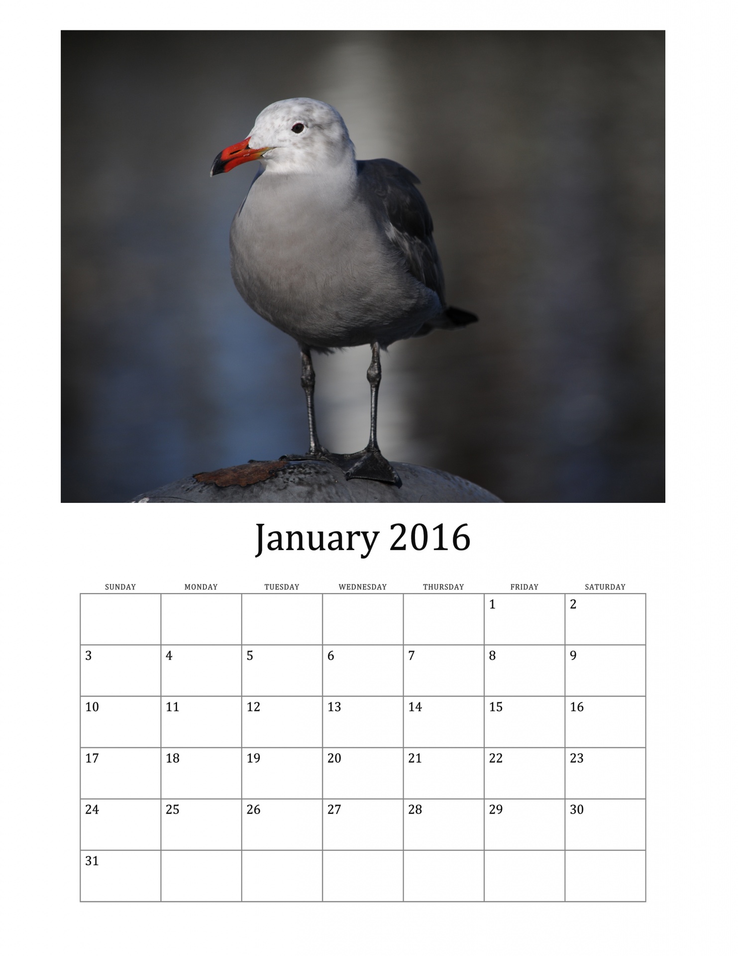 January 2016 Calendar Of Birds