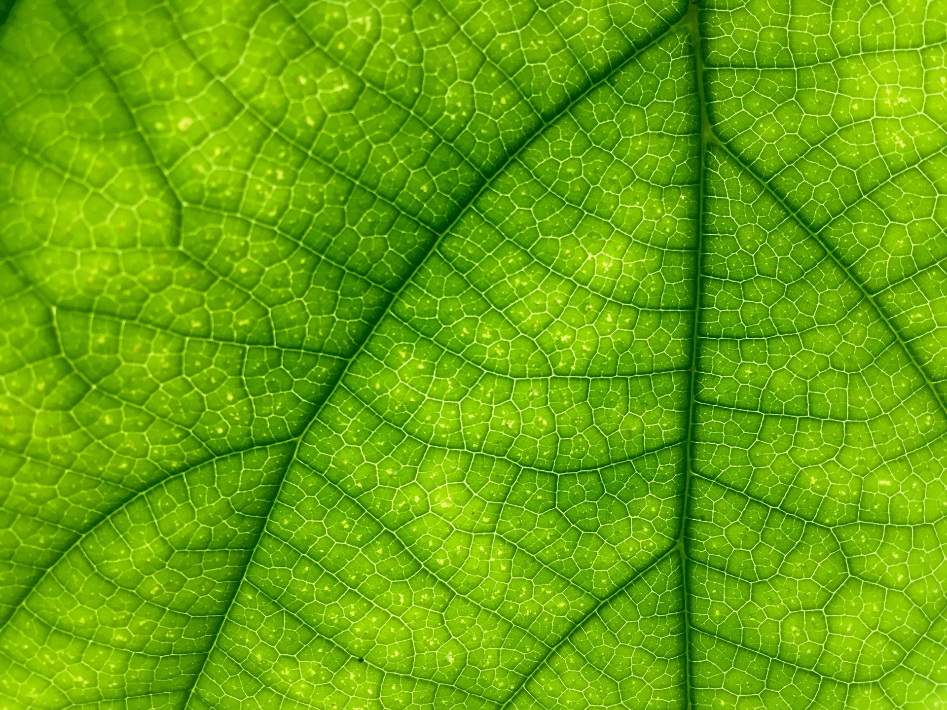 Macro Leaf