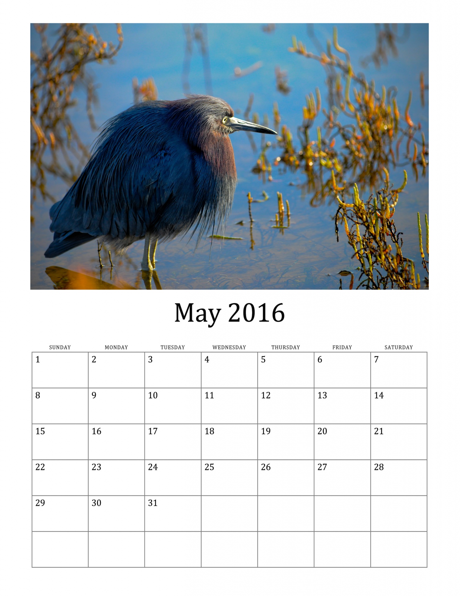 2016 calendar for month of May featuring wild birds