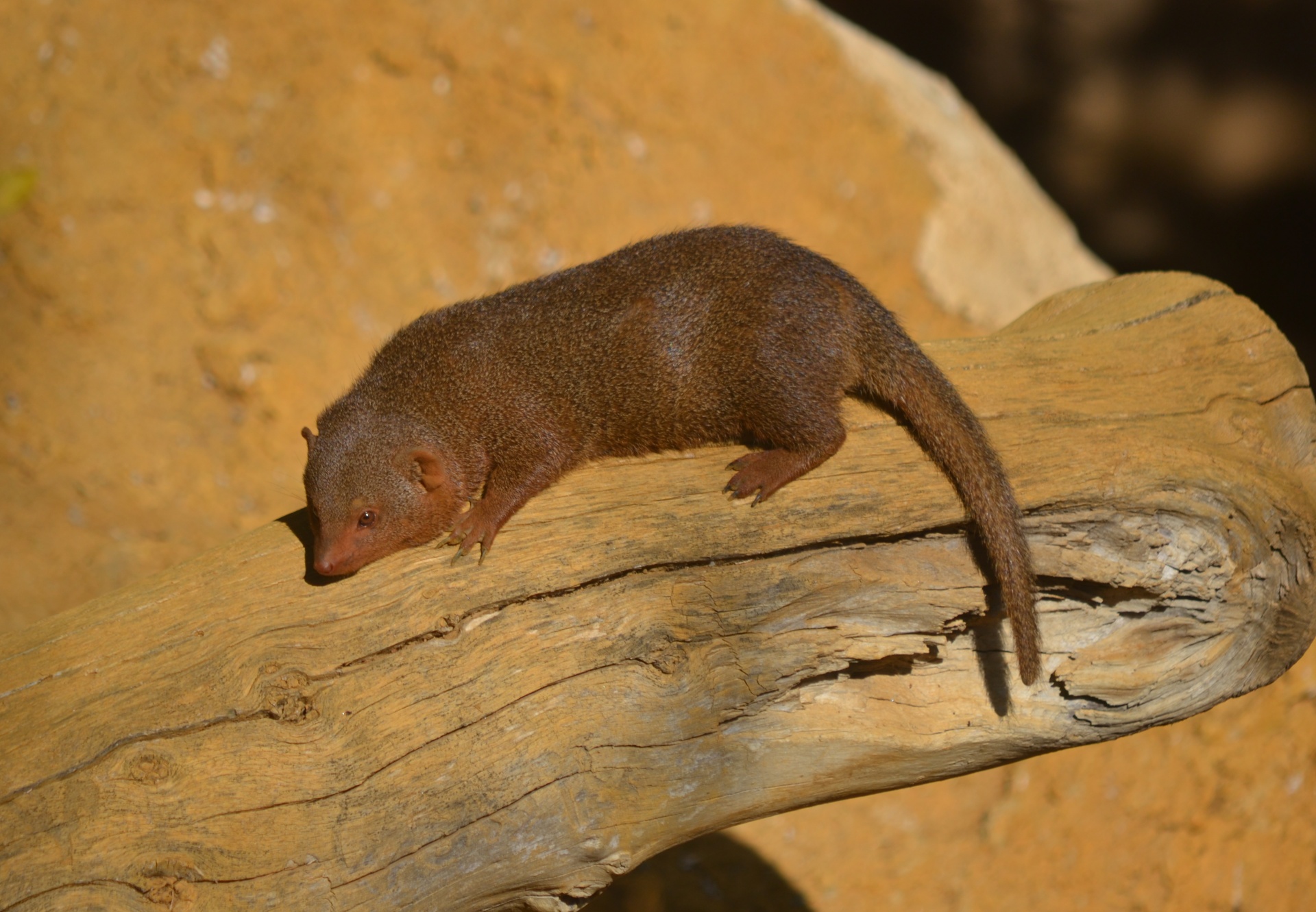 Miniature Mongoose Free Stock Photo Public Domain Pictures