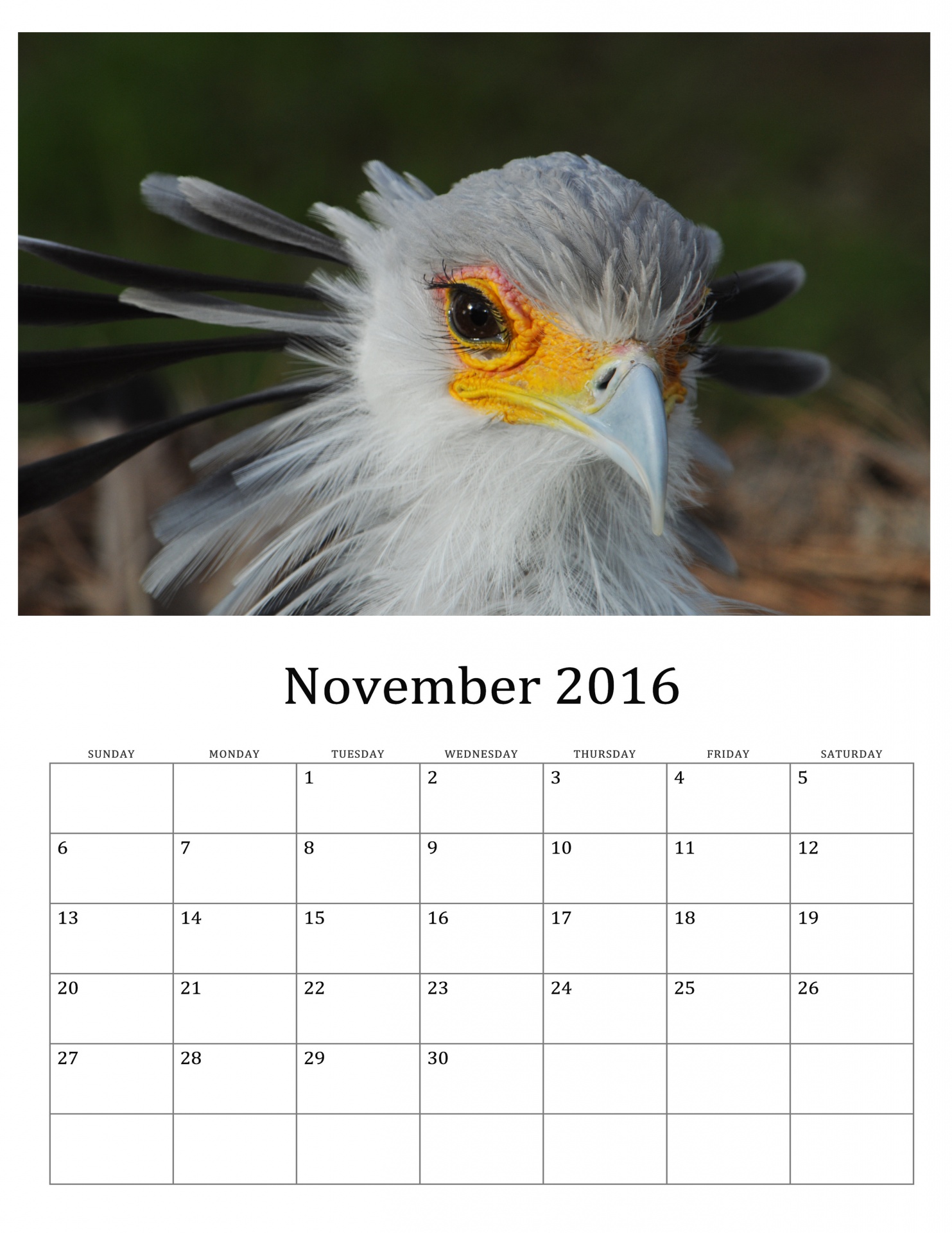November 2016 Calendar Of Birds