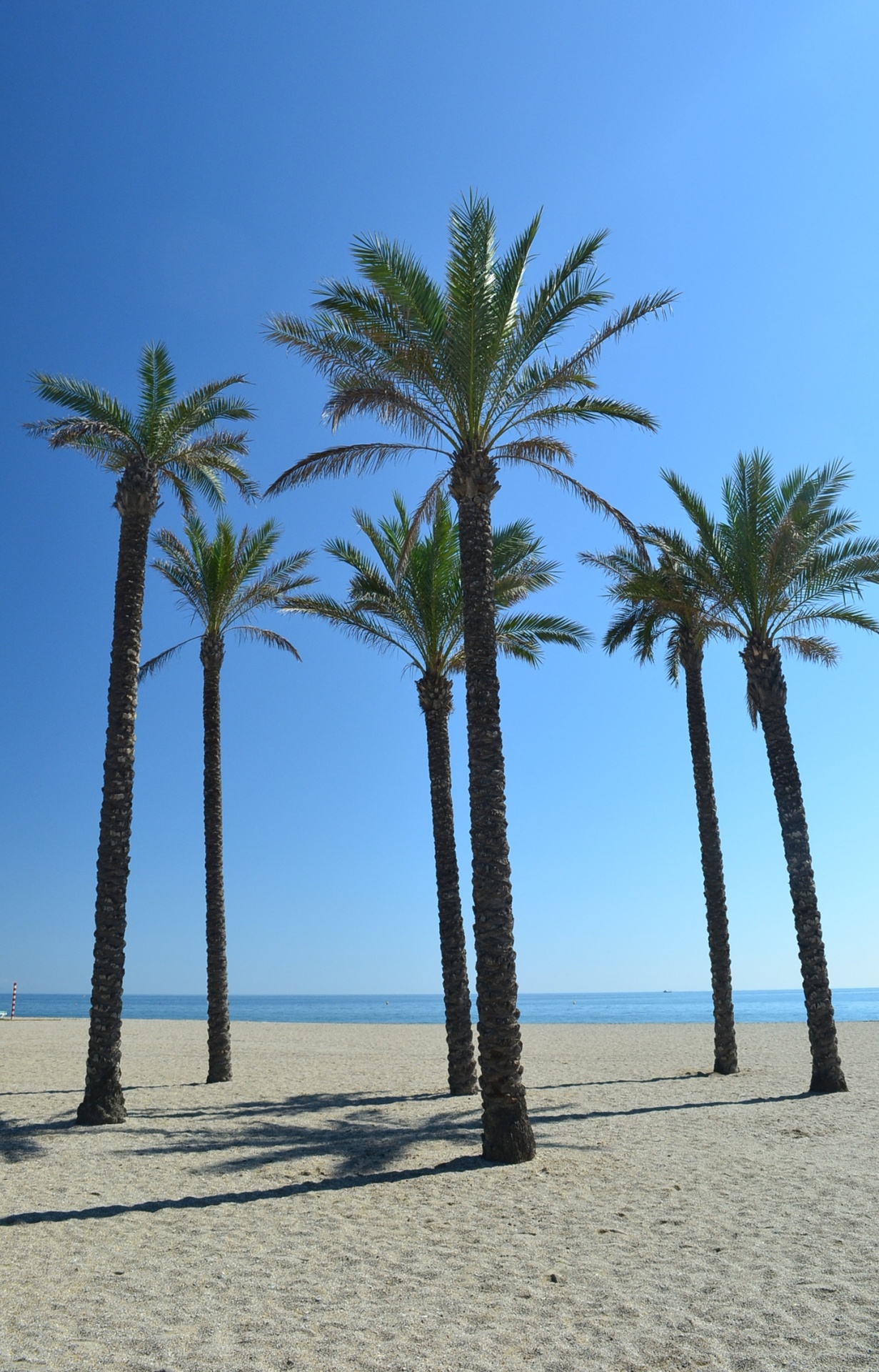 Palm Trees On Beach