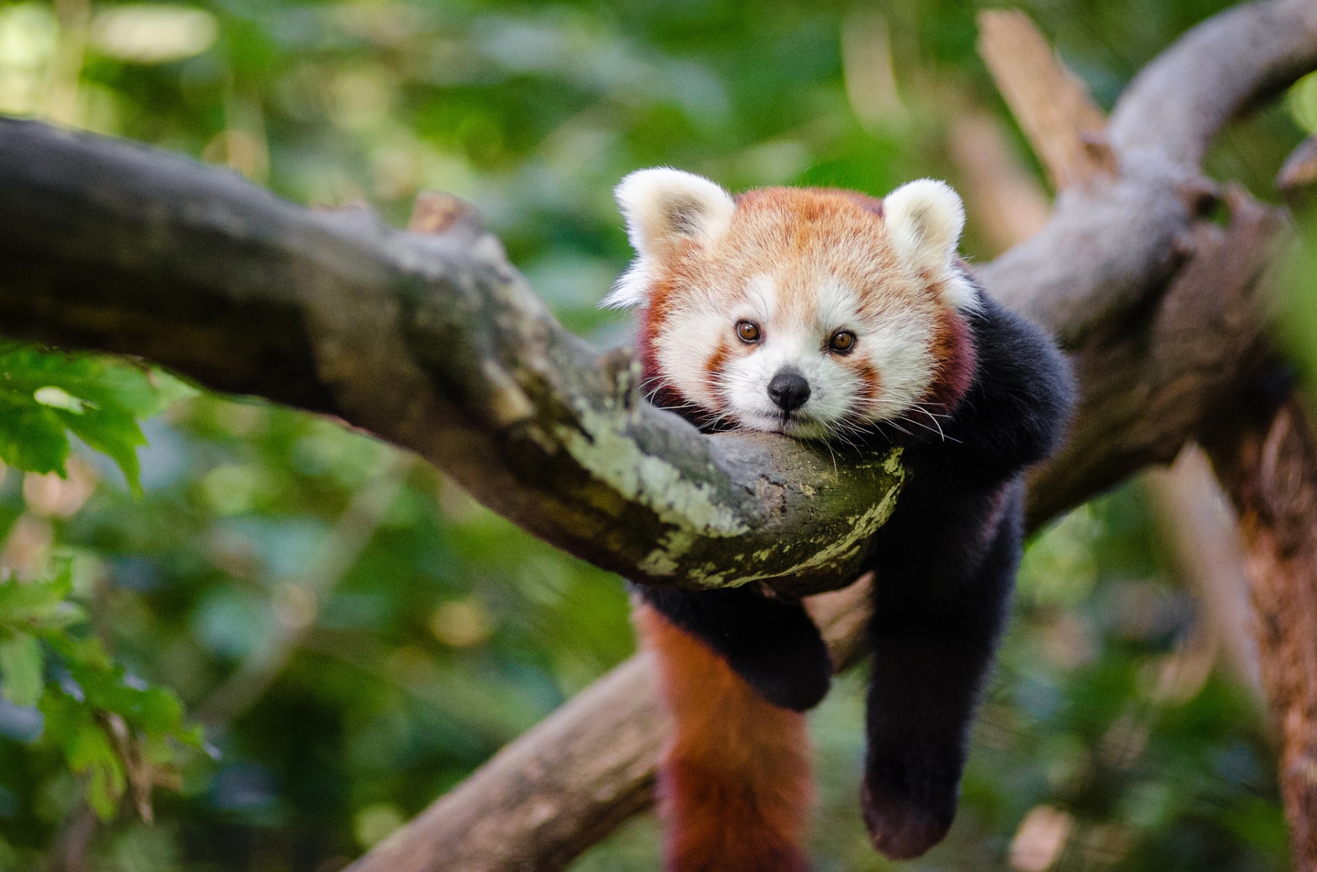 red panda little panda bear