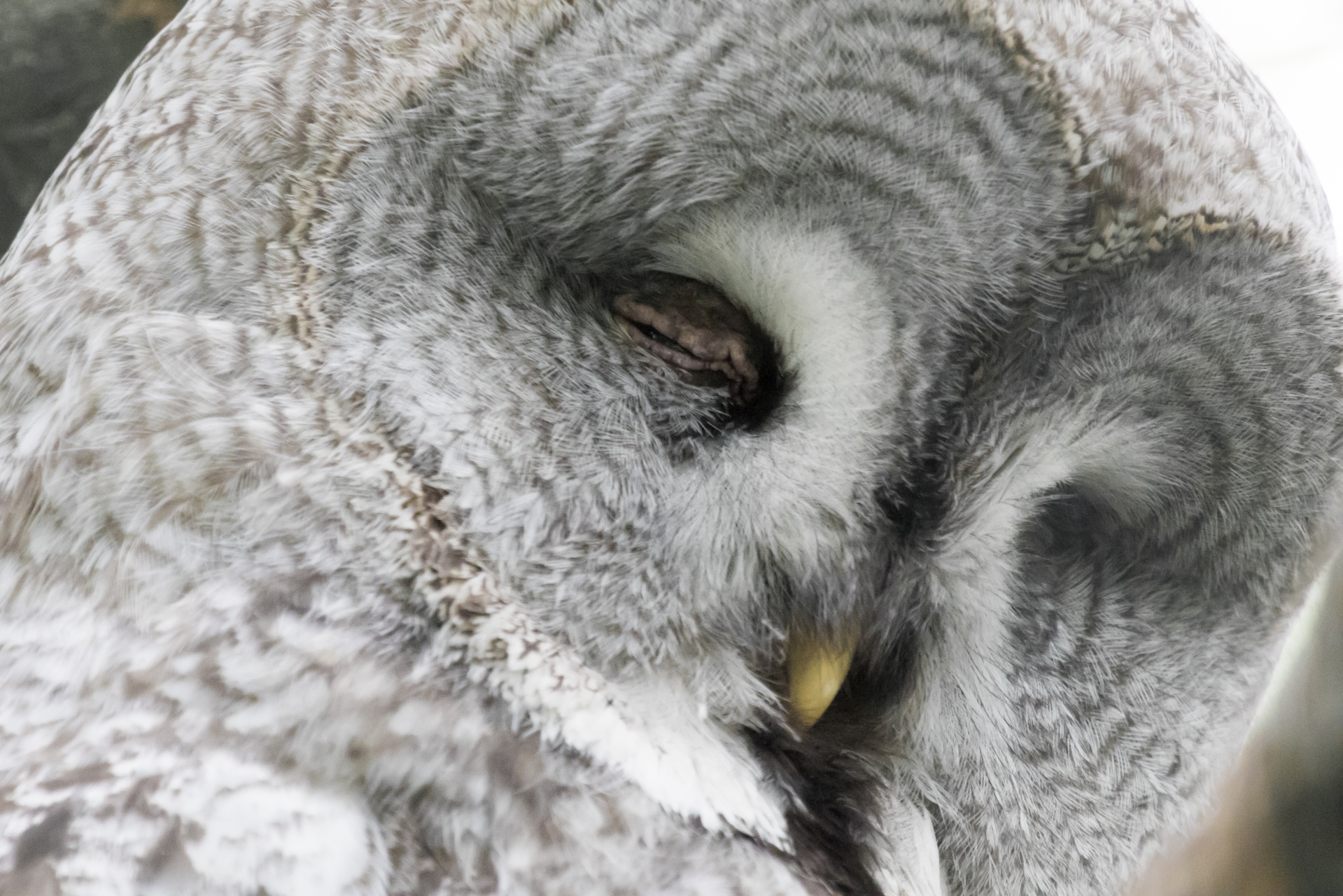 Sleeping Owl