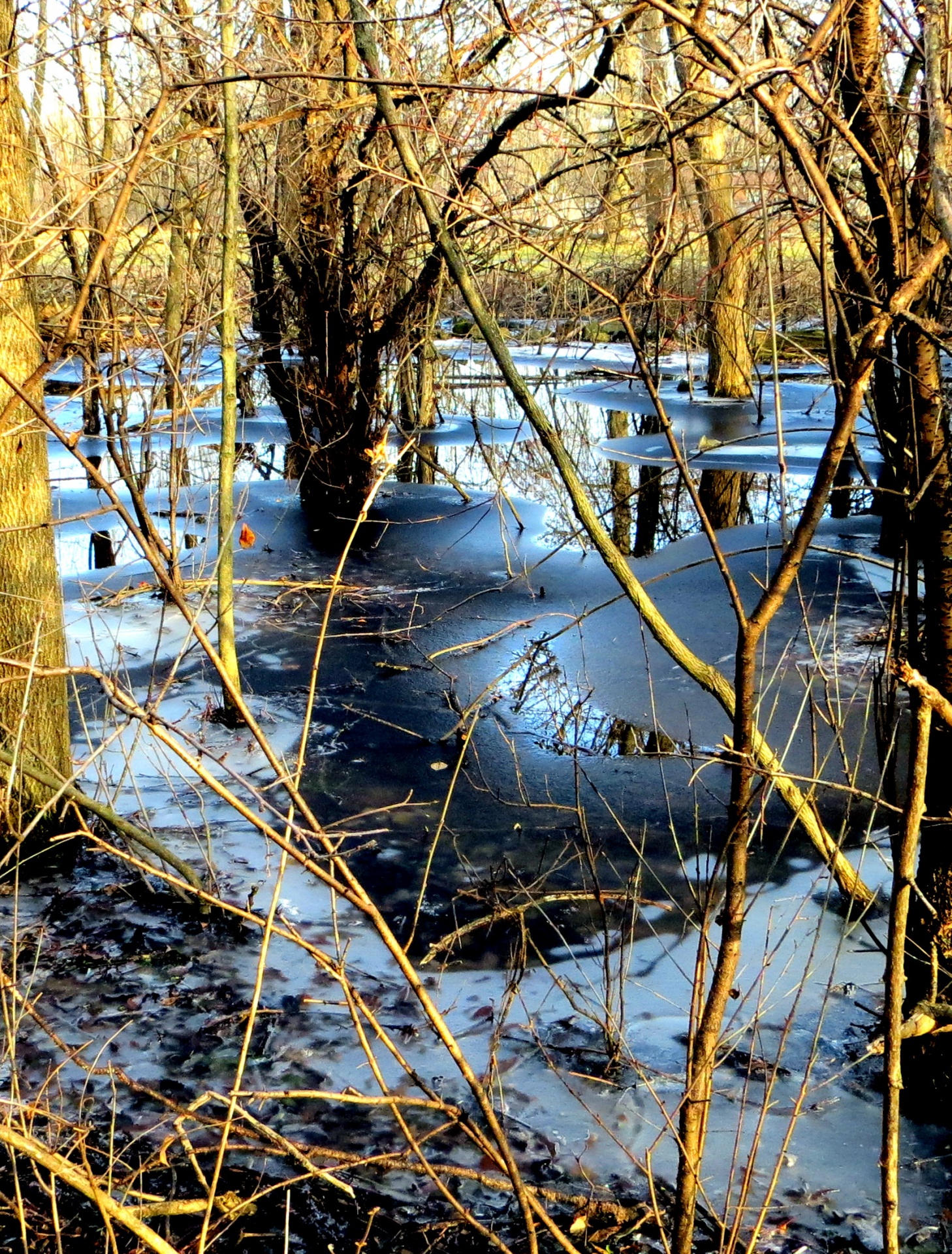 Swampy Wetlands In Northeast Ohio