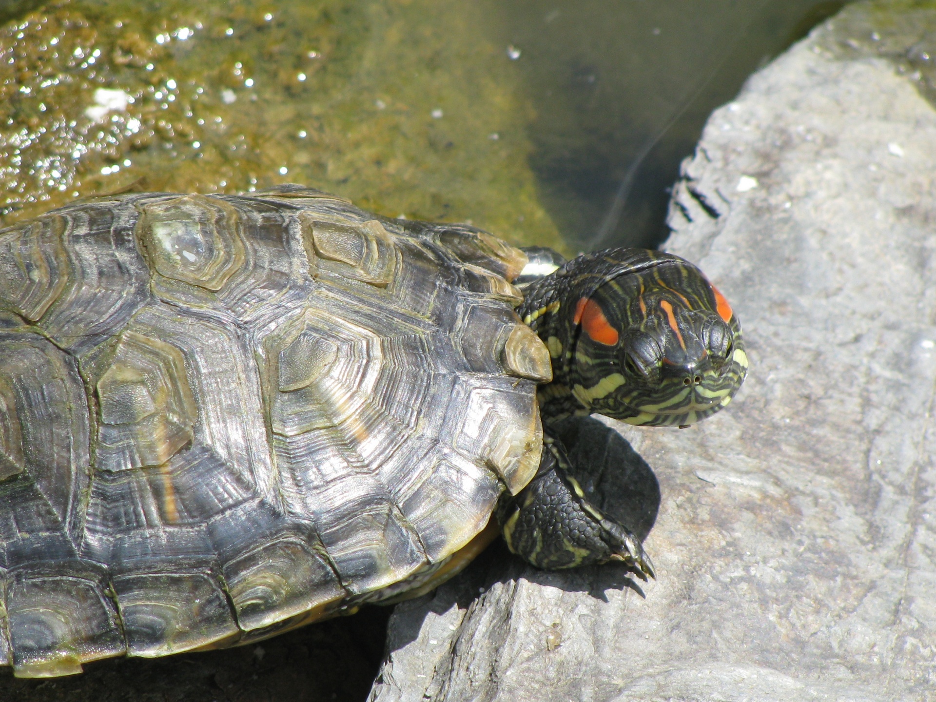 Turtle sunbathing on a rock