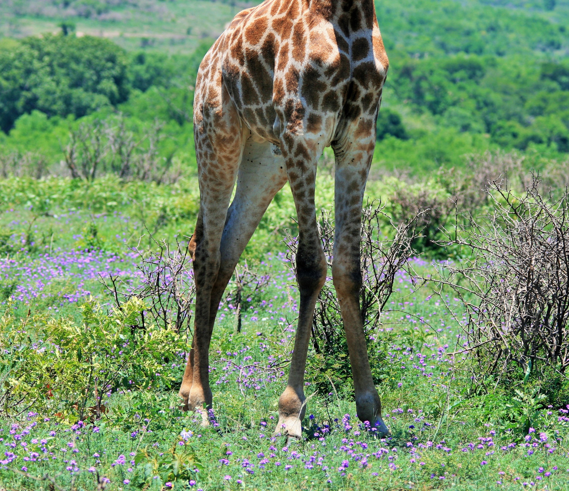 Very Long Legs Of A Giraffe