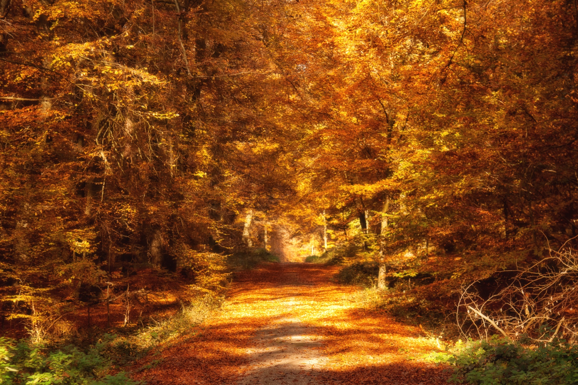 Forest Road In Autumn Sunlight