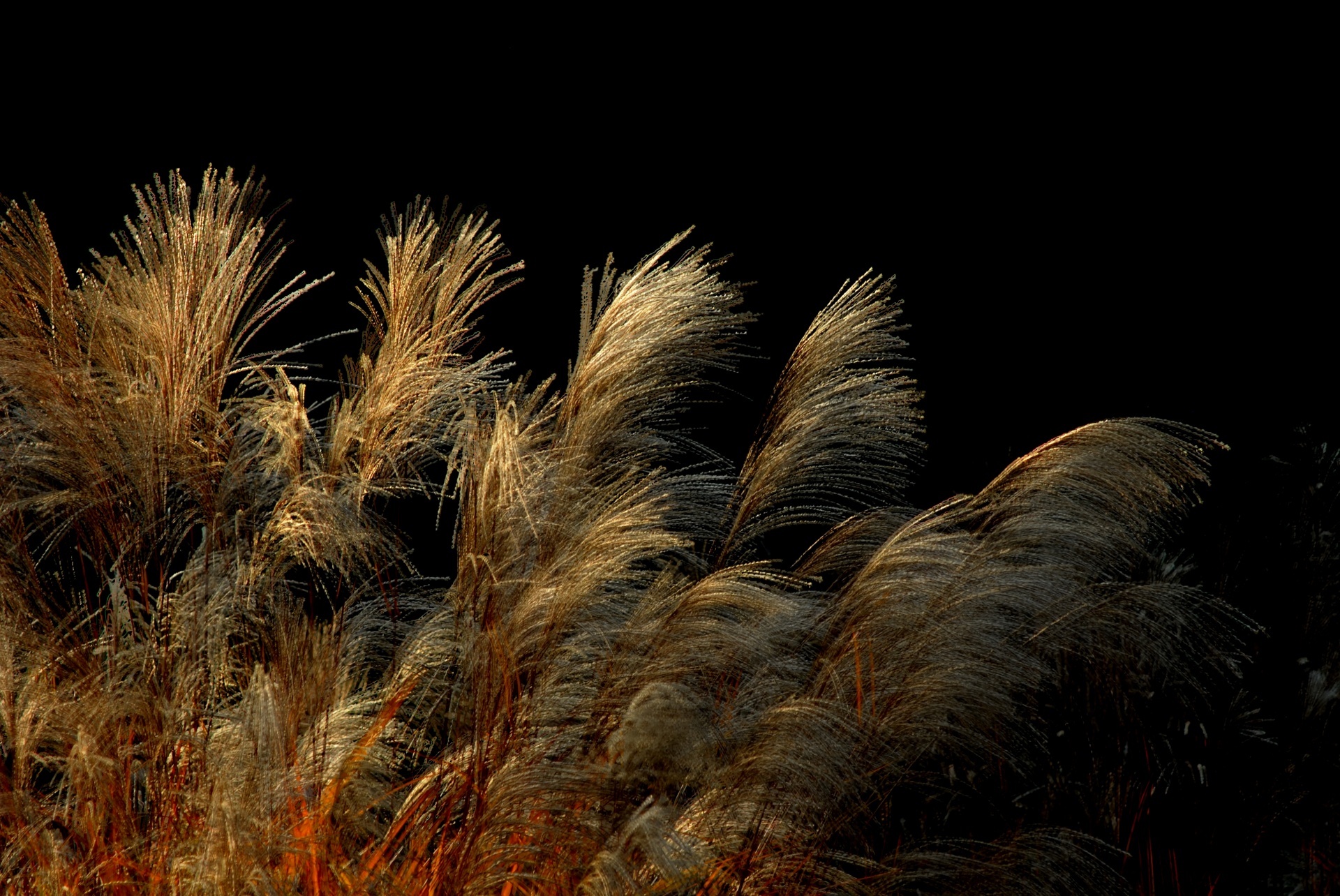 Grass in Wind