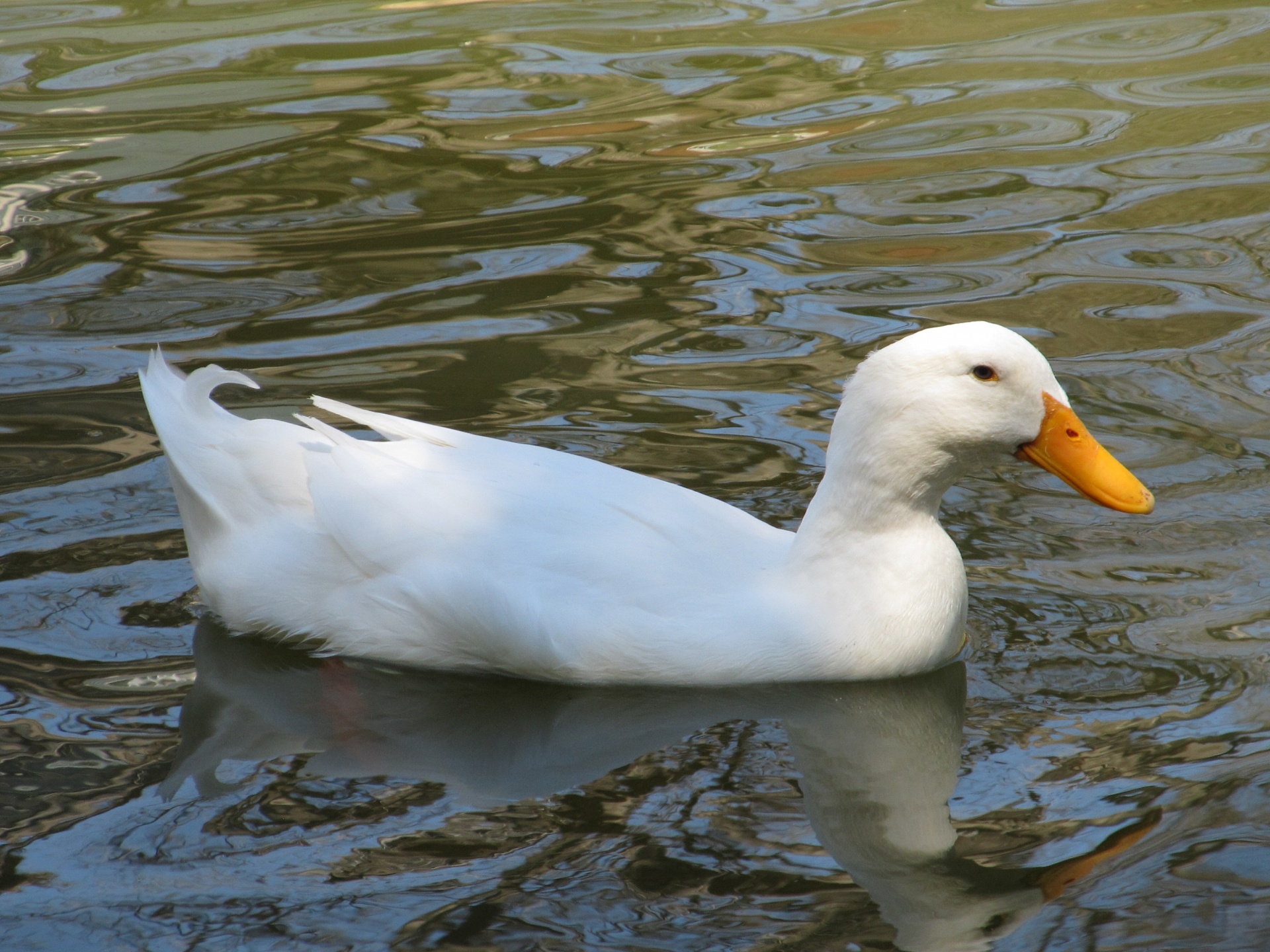 White pekin duck swimming peacefully on a lake.