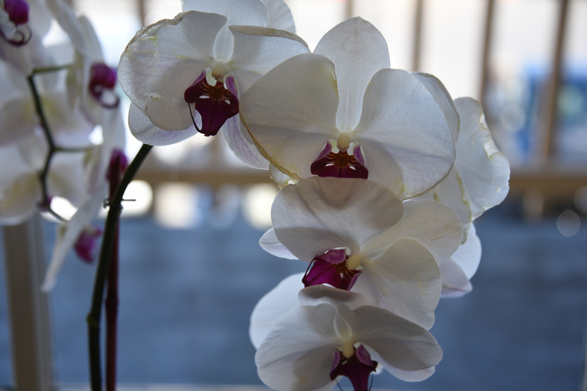 White Orchids Cascade
