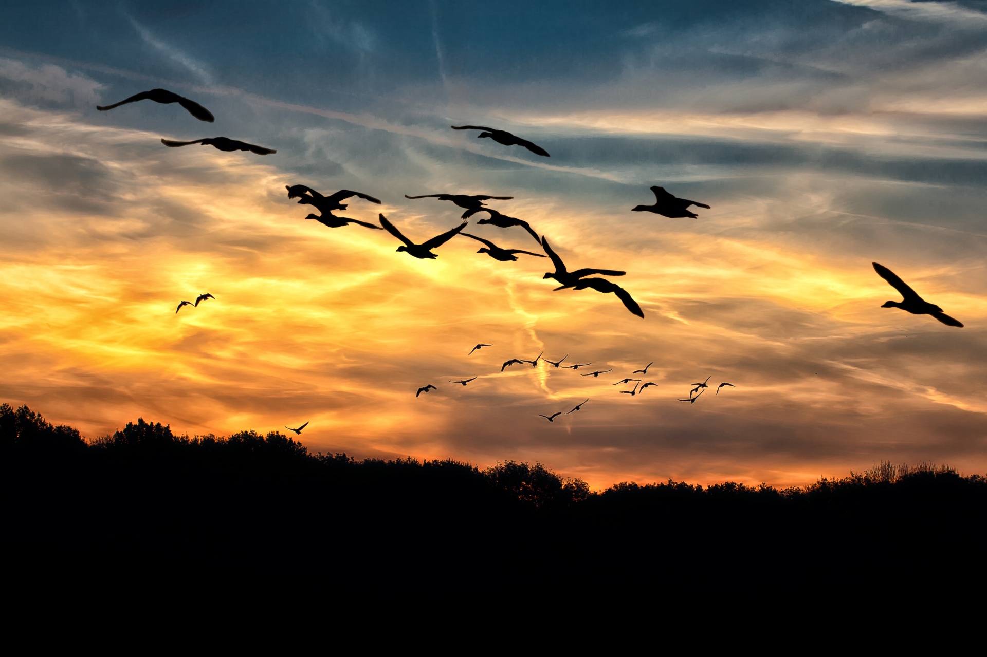 geese, sunset, bright, swarm, wild geese, sky, migrating birds, flying, clouds form, formation, beautiful, sunset flock of birds, clouds, birds, evening sky,
