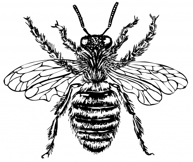 Bee Illustration Clipart Free Stock Photo - Public Domain Pictures