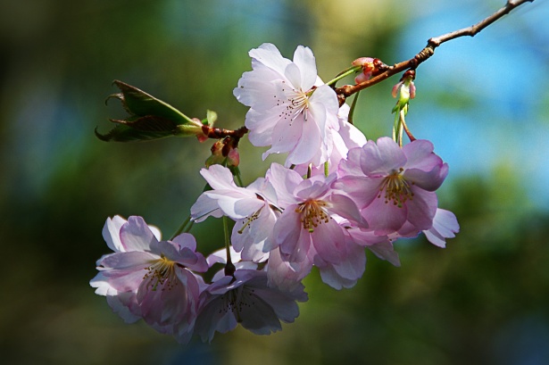 بستان ورد المصــــــــراوية - صفحة 61 Branche-fleurie-au-printemps