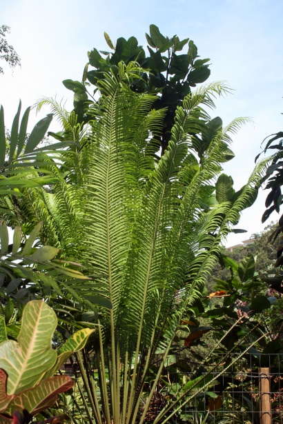 Palmfarn und andere subtropische Pflanze Kostenloses Stock Bild - Public  Domain Pictures