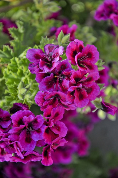 Geranio fiori verticali Immagine gratis - Public Domain Pictures