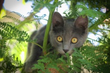 Adorable Curious Gray Kitten!